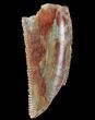 Bargain, Serrated Raptor Tooth - Morocco #66319-1